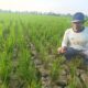 Konflik GP3A Dan Pemilik Lahan, Irigasi Ditutup, Sawah Petani Sei Rejo Terancam Gagal Panen