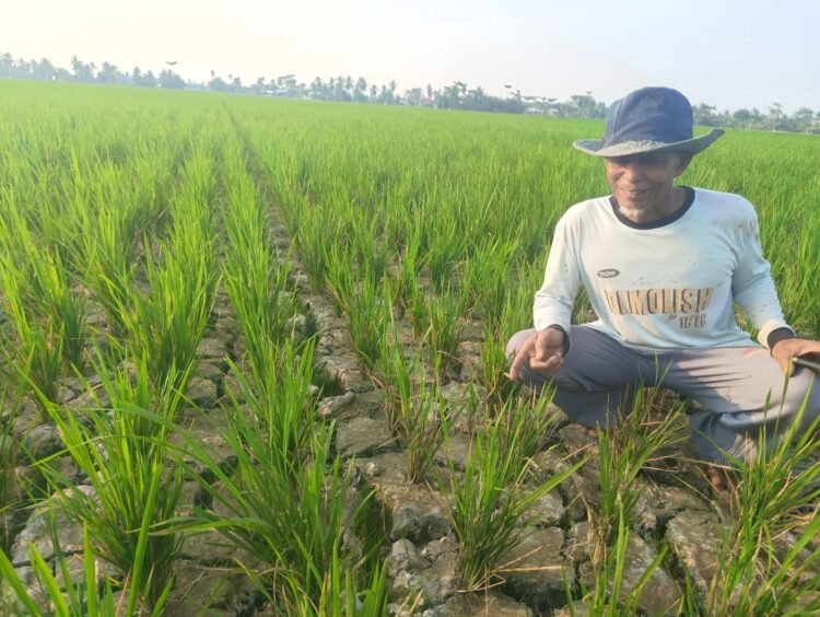 Konflik GP3A Dan Pemilik Lahan, Irigasi Ditutup, Sawah Petani Sei Rejo Terancam Gagal Panen