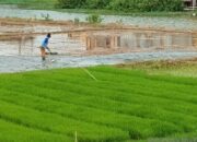 Presiden Perkuat Dunia Usaha, Kementerian Sebaliknya, IAW : Ini Pahit