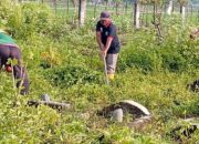 Gotong Royong Warga Raya Paya, Menata Iman Menyambut Ramadhan