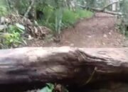 Pembukaan Jalan Tambak Padang Bolak Disorot, Anggaran DD TA 2025 Cukup untuk 500 Meter