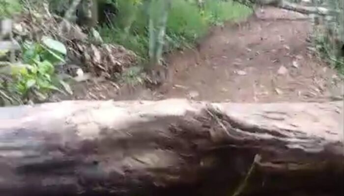 Pembukaan Jalan Tambak Padang Bolak Disorot, Anggaran DD TA 2025 Cukup untuk 500 Meter