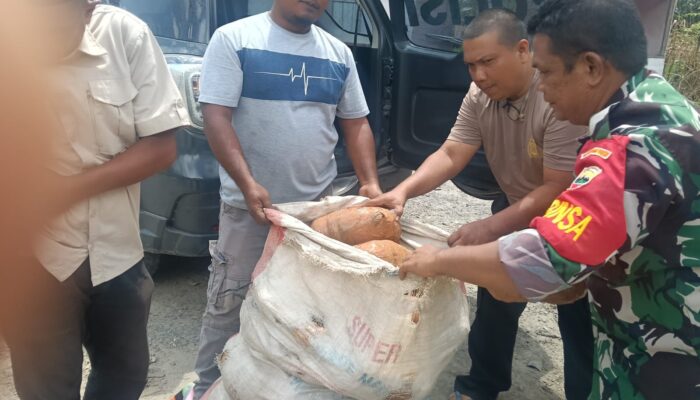 Diduga Rahasiakan Penangkapan Puluhan Kilo Ganja di Siabu, Kapolres: Akan Diumumkan Maret
