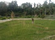 Kolam BBI Dinas Perikanan Agara Memprihatinkan