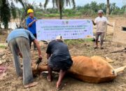 BAZNAS Kabupaten Bekasi Salurkan Sapi Meugang Untuk Warga Terdampak Banjir Aceh Tamiang