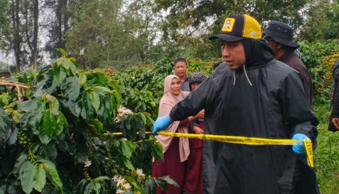 Lansia Buruh Petik Kopi Meninggal di Perkebunan, Polisi Pastikan Tidak Ada Unsur Kekerasan