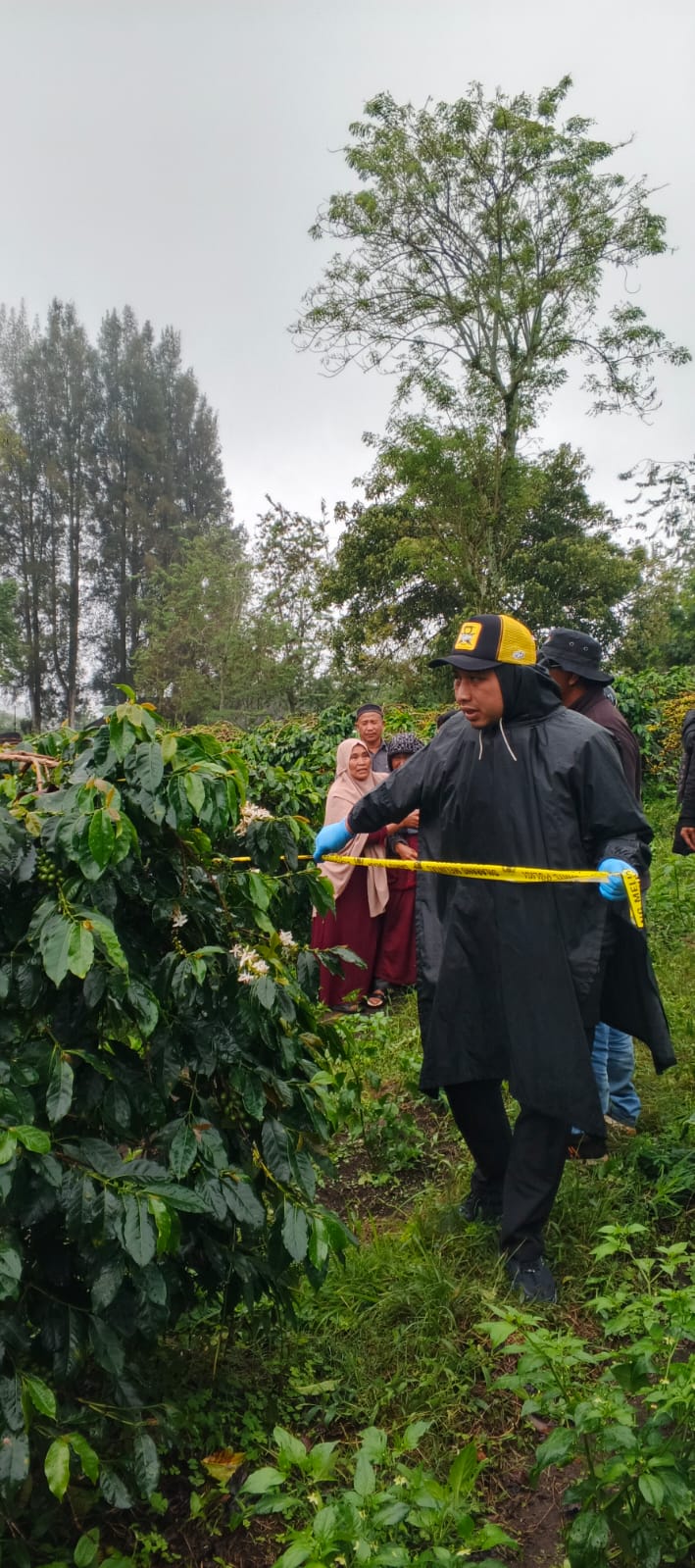 Lansia Buruh Petik Kopi Meninggal di Perkebunan, Polisi Pastikan Tidak Ada Unsur Kekerasan
