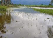 Tanggul Buatan Pemkab Madina Jebol, Ratusan Hektare Padi di Huraba Terancam Gagal Panen