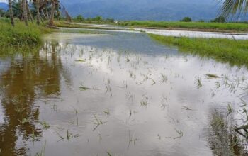 Tanggul Buatan Pemkab Madina Jebol, Ratusan Hektare Padi di Huraba Terancam Gagal Panen