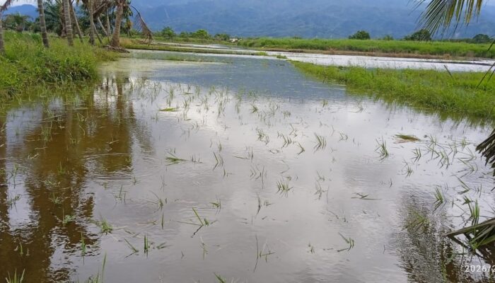 Tanggul Buatan Pemkab Madina Jebol, Ratusan Hektare Padi di Huraba Terancam Gagal Panen