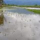 Tanggul Buatan Pemkab Madina Jebol, Ratusan Hektare Padi di Huraba Terancam Gagal Panen