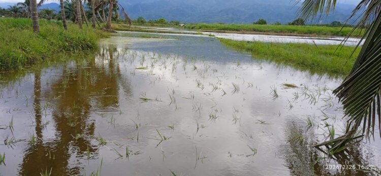Tanggul Buatan Pemkab Madina Jebol, Ratusan Hektare Padi di Huraba Terancam Gagal Panen