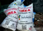 Pupuk subsidi, energi petani hidupkan sawah, lahirkan swasembada