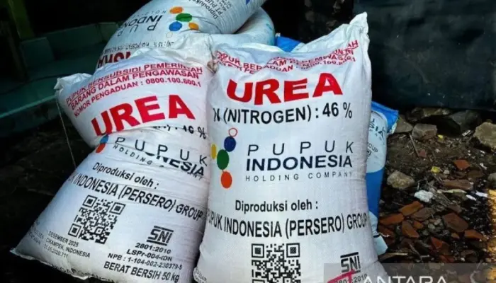 Pupuk subsidi, energi petani hidupkan sawah, lahirkan swasembada