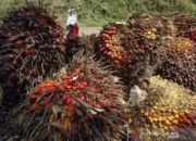 Harga CPO Ambruk Lebih 3%, Tertekan Minyak Nabati Dan Minyak Mentah