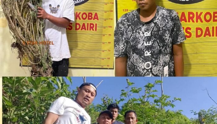 Polres Dairi Ringkus Pemilik Ladang Ganja Dari Kasus ASPG