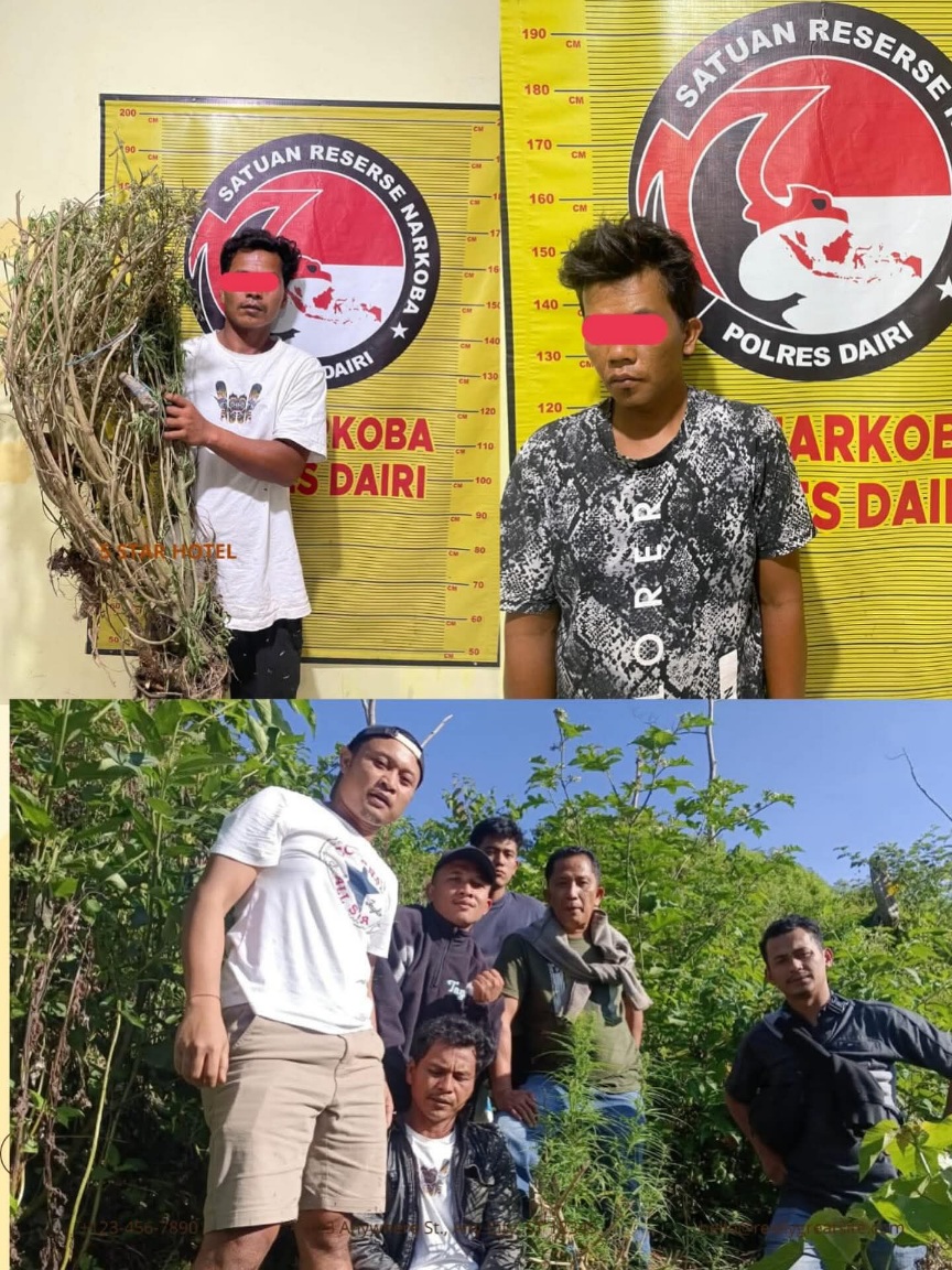 Polres Dairi Ringkus Pemilik Ladang Ganja Dari Kasus ASPG