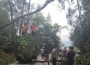 Pohon Tumbang Tutup Jalan Sumut-Aceh, Kini Sudah Lancar Kembali