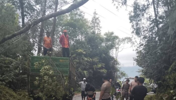 Pohon Tumbang Tutup Jalan Sumut-Aceh, Kini Sudah Lancar Kembali
