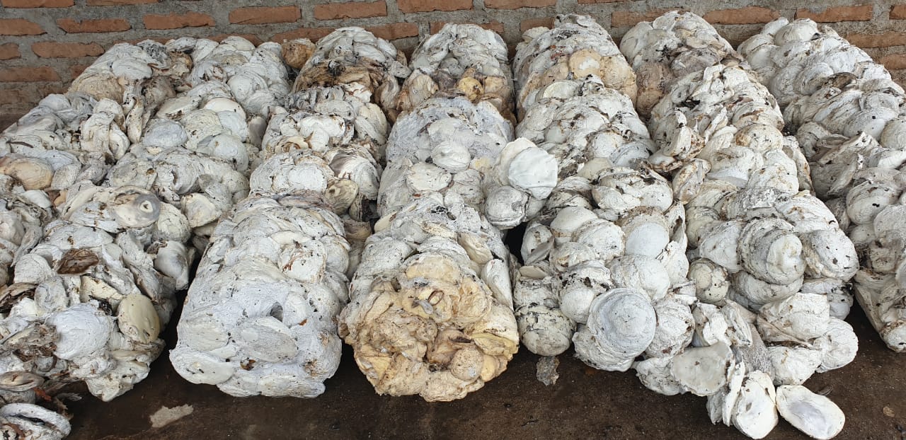 Ekspor Karet Sumut Februari 2026 Tumbuh Tipis