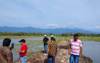 Tanggul Aek Muarasada Jebol, 830 Ha Lahan Pertanian Terdampak, Petani Desak Perbaikan Segera