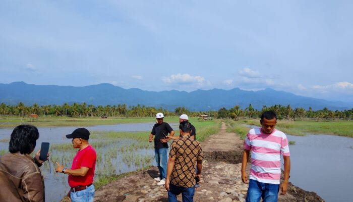 Tanggul Aek Muarasada Jebol, 830 Ha Lahan Pertanian Terdampak, Petani Desak Perbaikan Segera