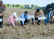 Dukung Ketahanan Pangan, Polres Pelabuhan Belawan dan Pemkab Deliserdang Tanam Jagung Serentak