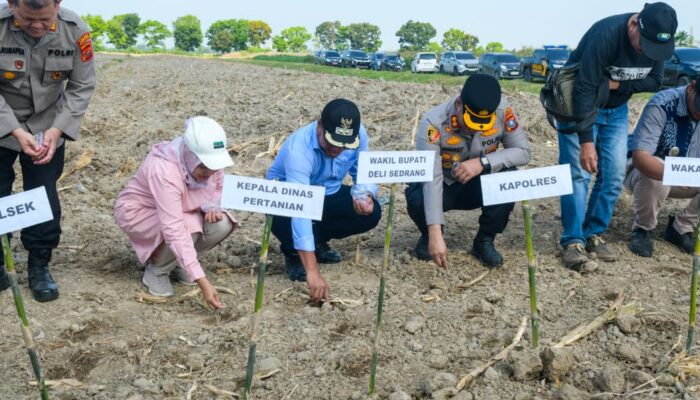 Dukung Ketahanan Pangan, Polres Pelabuhan Belawan dan Pemkab Deliserdang Tanam Jagung Serentak