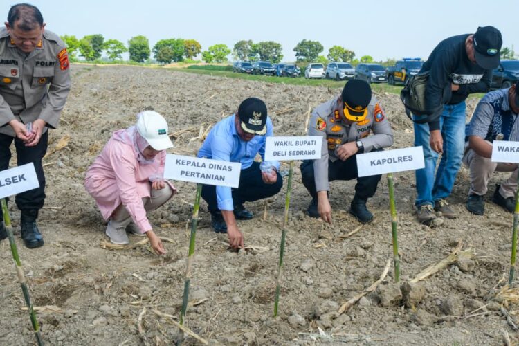 Dukung Ketahanan Pangan, Polres Pelabuhan Belawan dan Pemkab Deliserdang Tanam Jagung Serentak