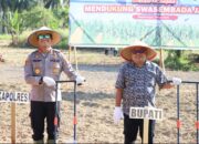 Dukung Asta Cita Presiden, Polres Madina Tanam Jagung Kwartal 1 Tahun 2026