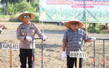 Dukung Asta Cita Presiden, Polres Madina Tanam Jagung Kwartal 1 Tahun 2026