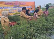 Bupati Deliserdang Minta Pola Distribusi Hasil Panen Cabai Diubah, Perkenalkan Konsep IPABABE