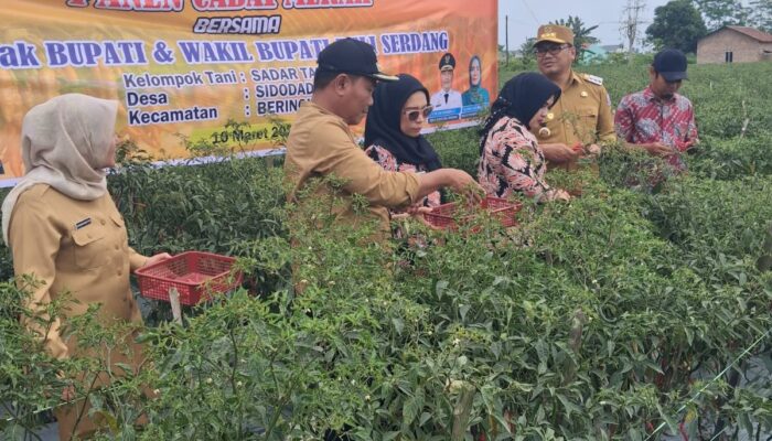 Bupati Deliserdang Minta Pola Distribusi Hasil Panen Cabai Diubah, Perkenalkan Konsep IPABABE