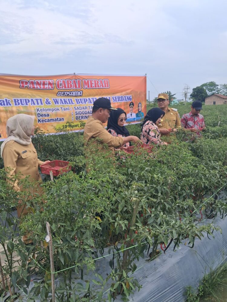 Bupati Deliserdang Minta Pola Distribusi Hasil Panen Cabai Diubah, Perkenalkan Konsep IPABABE