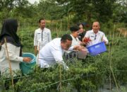 Panen Cabai Merah Siaga Inflasi di Pematangsiantar