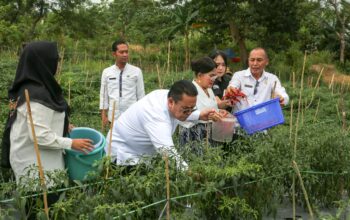 Panen Cabai Merah Siaga Inflasi di Pematangsiantar