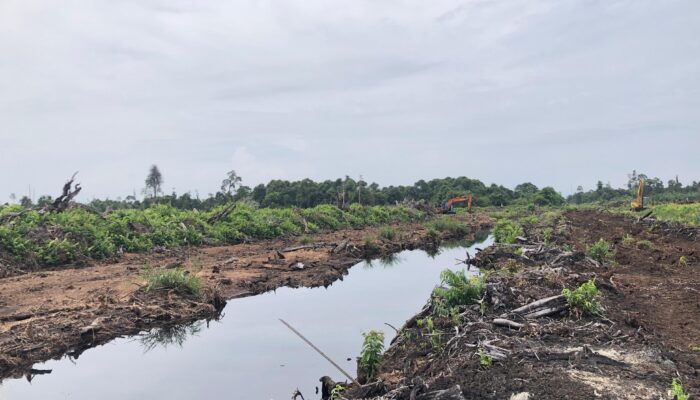 Perambahan Rawa Tripa, Dalang Pembukaan Lahan Masih Diselidiki