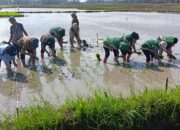 Percepatan Tanam Dukung Swasembada Pangan Di Kabupaten Batubara
