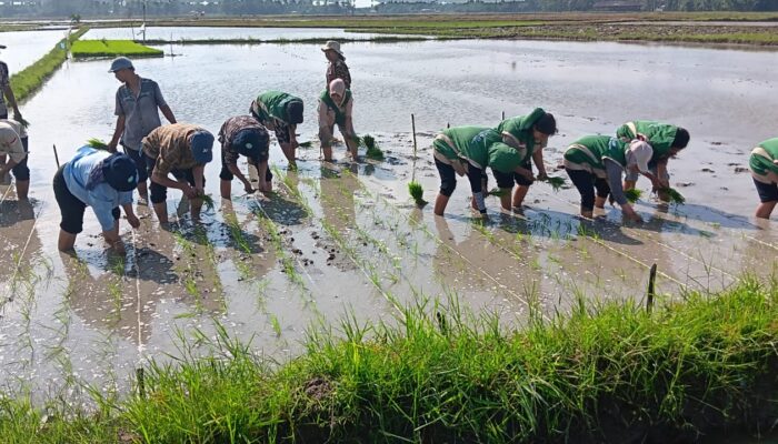 Percepatan Tanam Dukung Swasembada Pangan Di Kabupaten Batubara