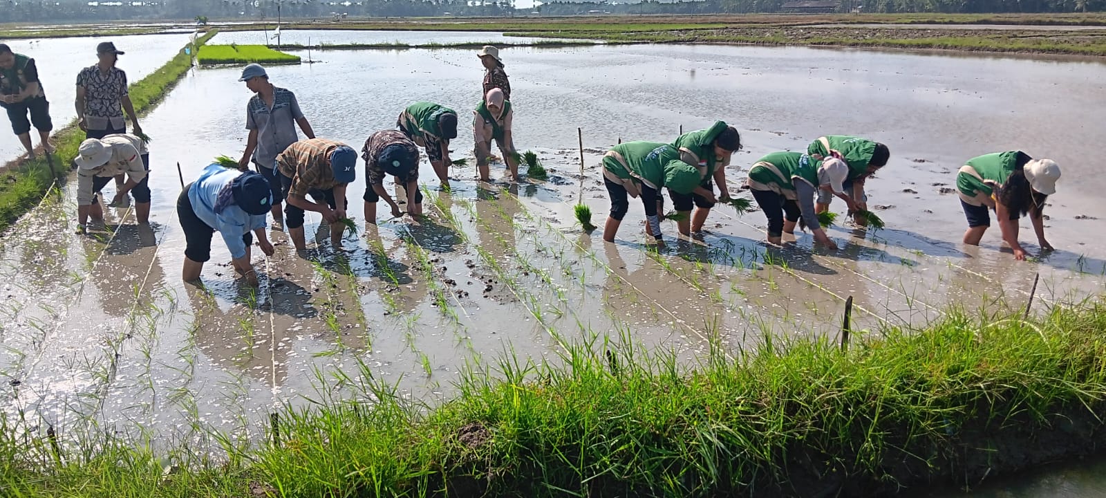 Percepatan Tanam Dukung Swasembada Pangan Di Kabupaten Batubara