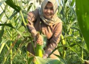 Wabup Madina Ajak Masyarakat Tekan Inflasi dengan Memanfaatkan Pekarangan