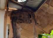 Gedung SDN 029 Lumban Dolok Kupak-Kapik, Orang Tua Siswa Kecewa Tak Direspon Pemkab Madina