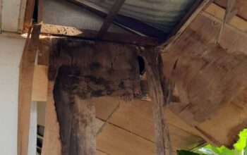 Gedung SDN 029 Lumban Dolok Kupak-Kapik, Orang Tua Siswa Kecewa Tak Direspon Pemkab Madina