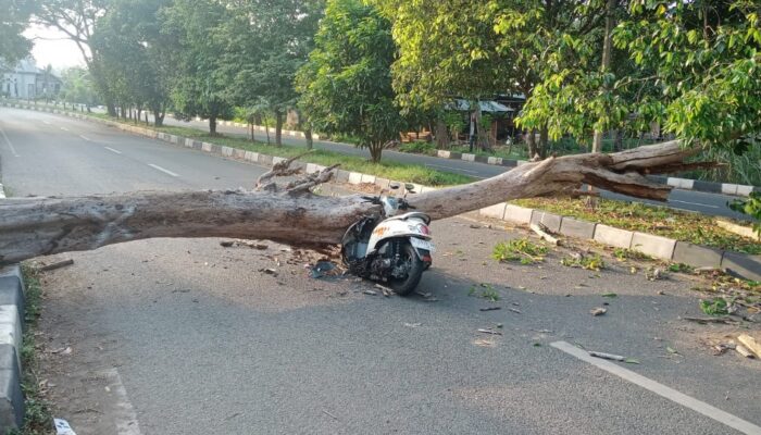 Pohon Tumbang Timpa Sepeda Motor