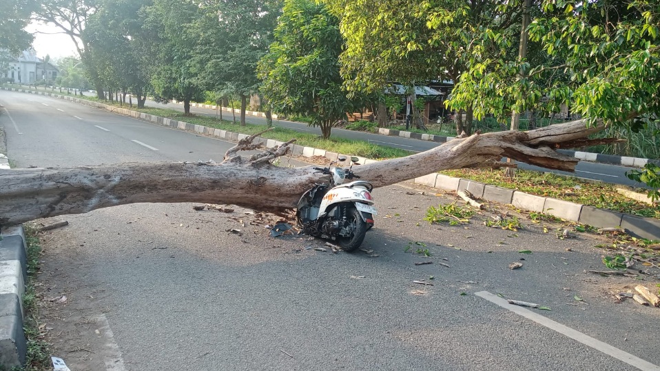 Pohon Tumbang Timpa Sepeda Motor