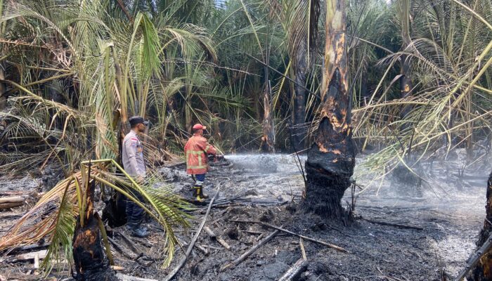 Kebakaran Hanguskan 2 Hektare Lahan Di Montasik Aceh Besar