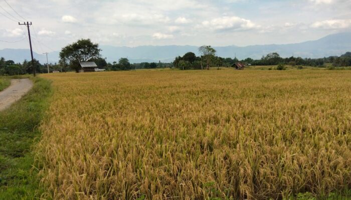Optimalkan Sawah Tadah Hujan, Petani Maheng Dukung Swasembada Pangan