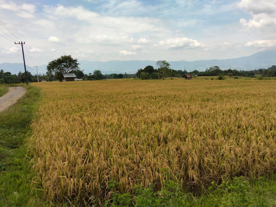 Optimalkan Sawah Tadah Hujan, Petani Maheng Dukung Swasembada Pangan