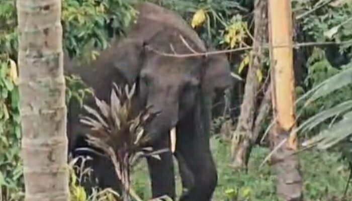 Puluhan Gajah Sumatera Masuk Pemukiman di Bener Meriah, Warga Resah
