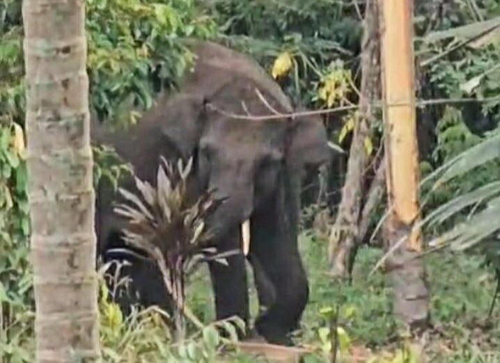 Puluhan Gajah Sumatera Masuk Pemukiman di Bener Meriah, Warga Resah